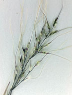 Image of mountain muhly