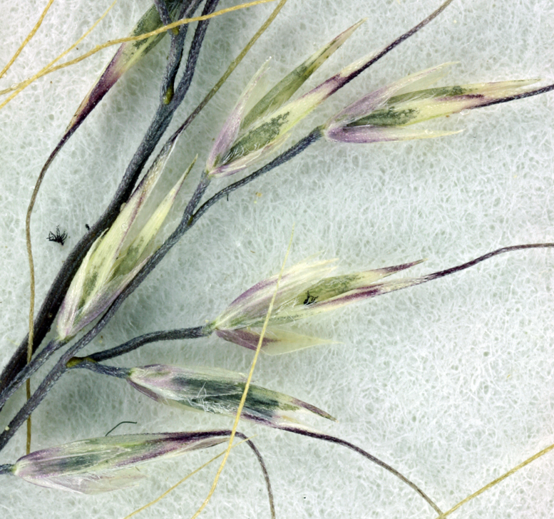 Image of mountain muhly