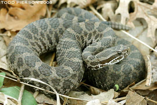 Image of Black massasauga