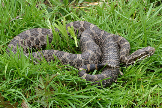 Image of Black massasauga