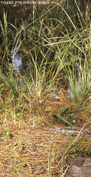 Image of Pygmy Rattlesnake