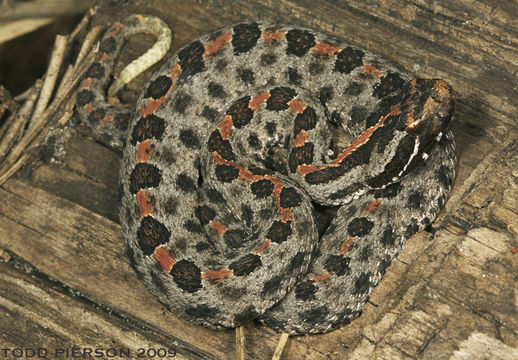 Image of Pygmy Rattlesnake