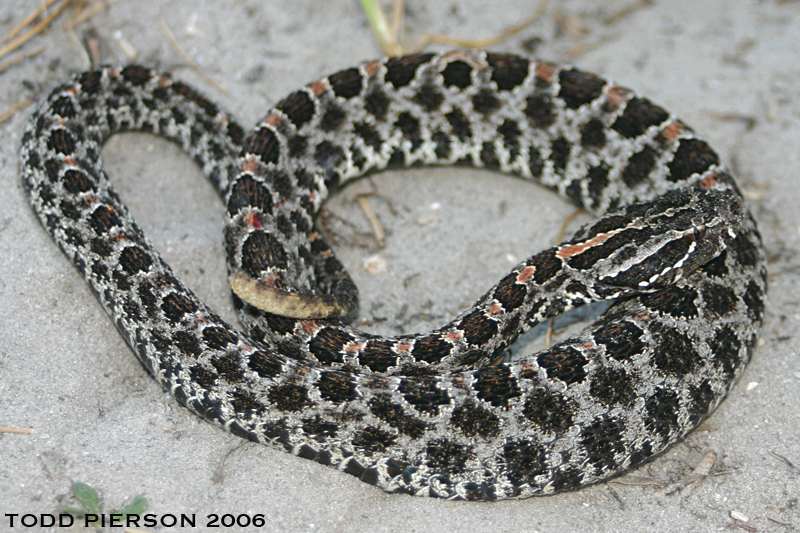 Image of Pygmy Rattlesnake