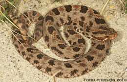 Image of Pygmy Rattlesnake
