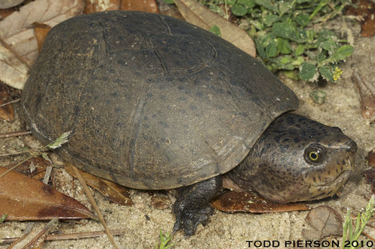 Image of Loggerhead Musk Turtle