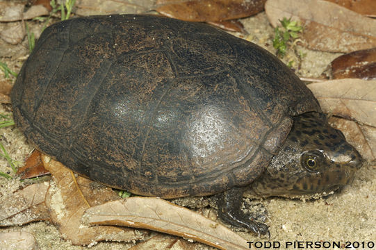 Image of Loggerhead Musk Turtle