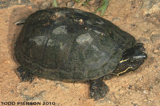 Image of Common Musk Turtle