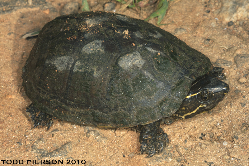 Sivun Sternotherus odoratus (Latreille 1802) kuva