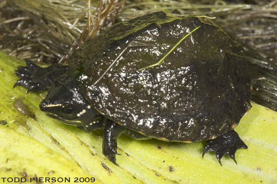 Image of Common Musk Turtle