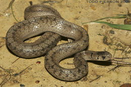 Image of Brown Snake