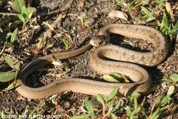 Image of Brown Snake