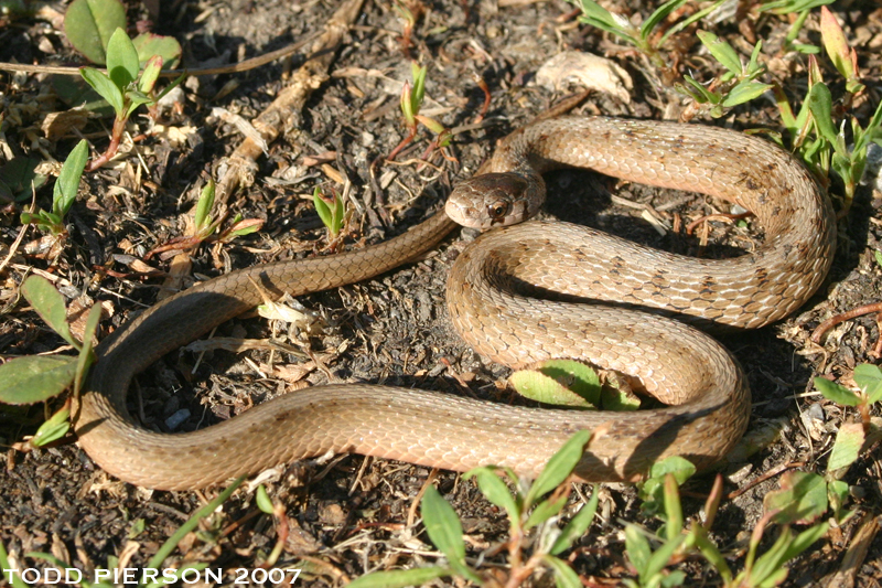 Image of Brown Snake