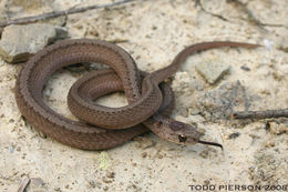 Image of Brown Snake