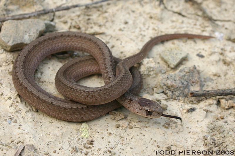 Image of Brown Snake
