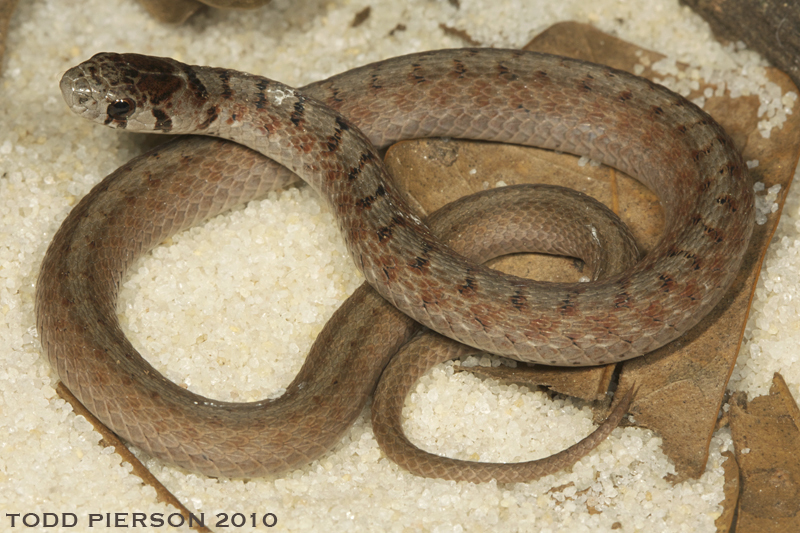 Image of Brown Snake