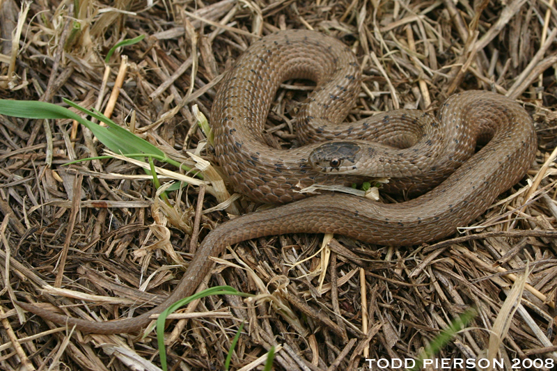 Image of Brown Snake