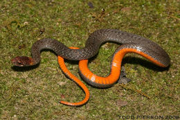 Image of Red-bellied Snake