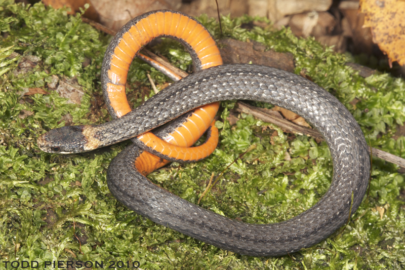 Image of Red-bellied Snake