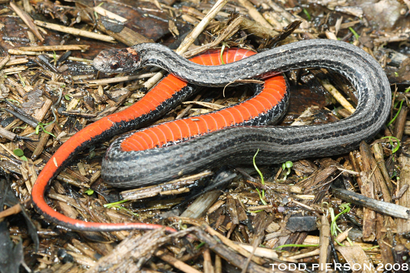 Image of Red-bellied Snake