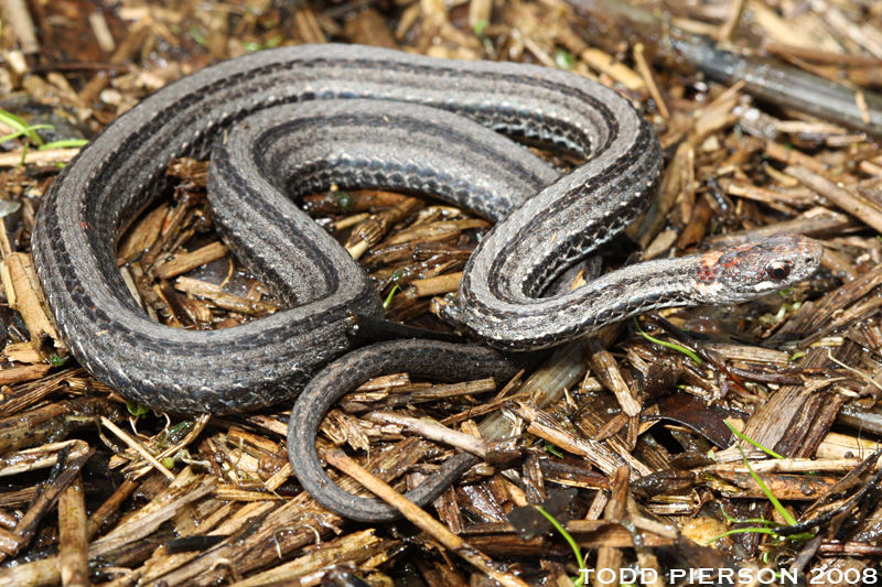 Image of Red-bellied Snake