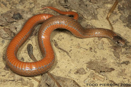 Image of Red-bellied Snake