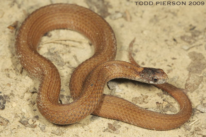 Image of Red-bellied Snake