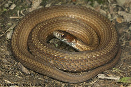 Image of Red-bellied Snake