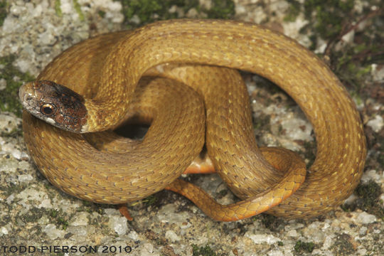 Image of Red-bellied Snake