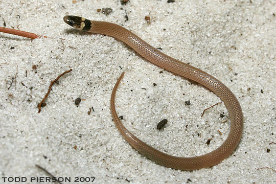 Image of Florida Crowned Snake