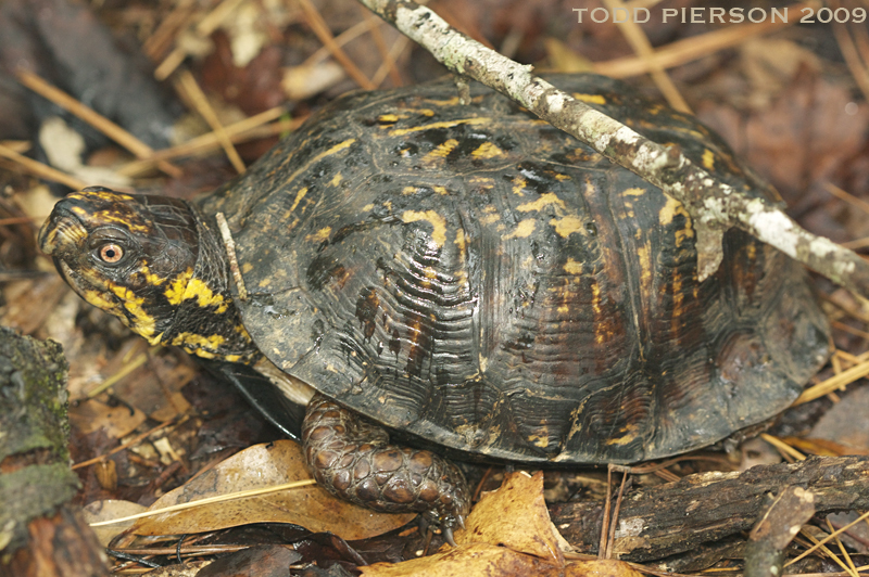 Image of American Box Turtle