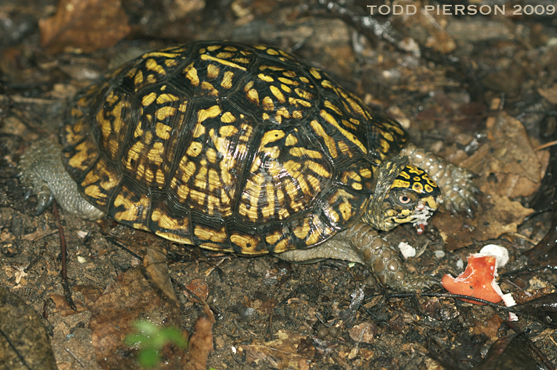 Image of American Box Turtle