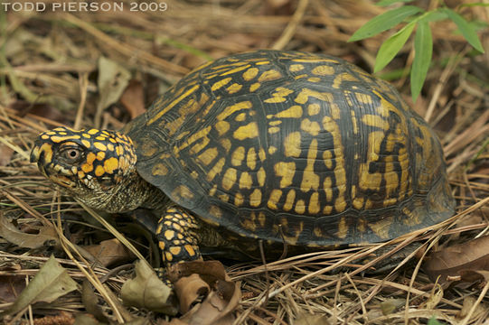 Image of American Box Turtle