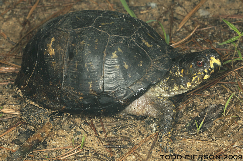 Image of American Box Turtle