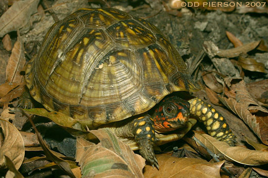 Image of American Box Turtle