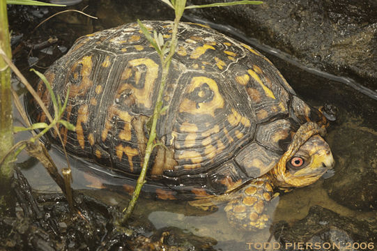 Image of American Box Turtle