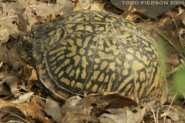 Image of American Box Turtle