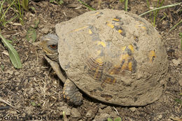 Image of American Box Turtle