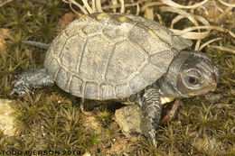 Image of American Box Turtle