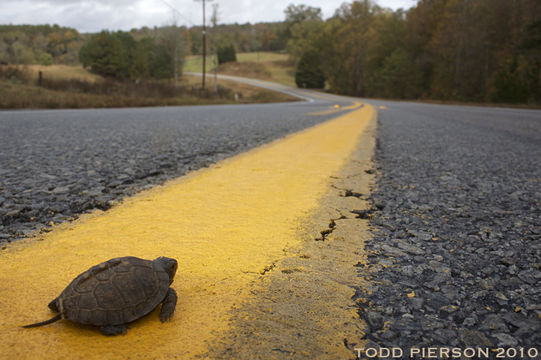 Image of American Box Turtle