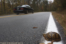 Image of American Box Turtle