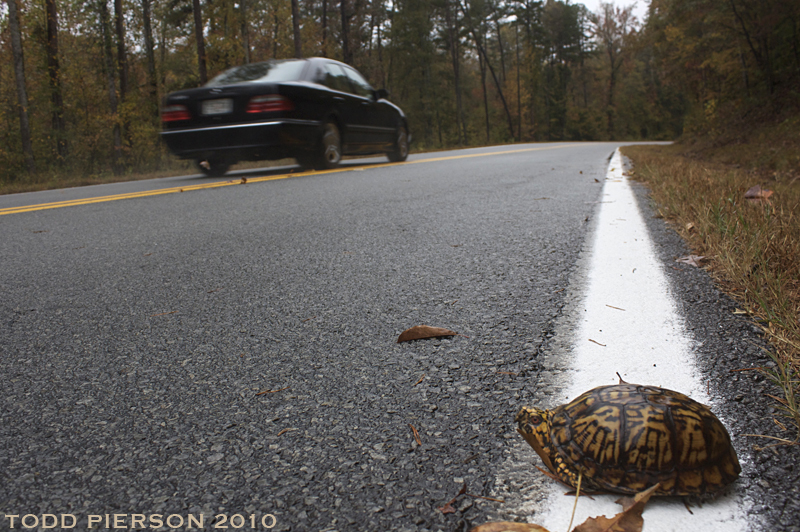 Image of American Box Turtle