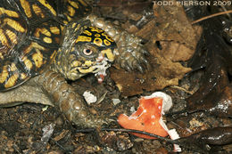 Image of American Box Turtle