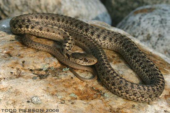 Image of Thamnophis elegans vagrans (Baird & Girard 1853)