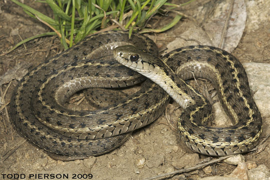 Sivun Thamnophis elegans vagrans (Baird & Girard 1853) kuva