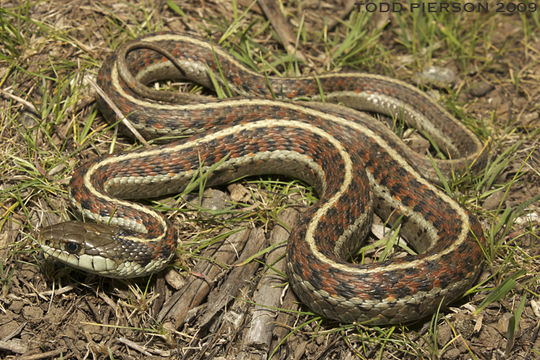 Image of Thamnophis elegans elegans (Baird & Girard 1853)