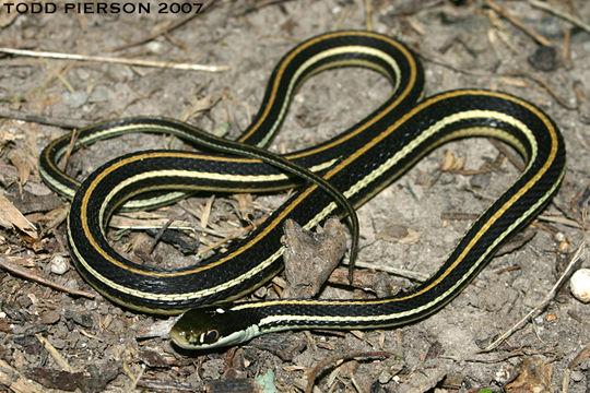 Image of Western Ribbon Snake