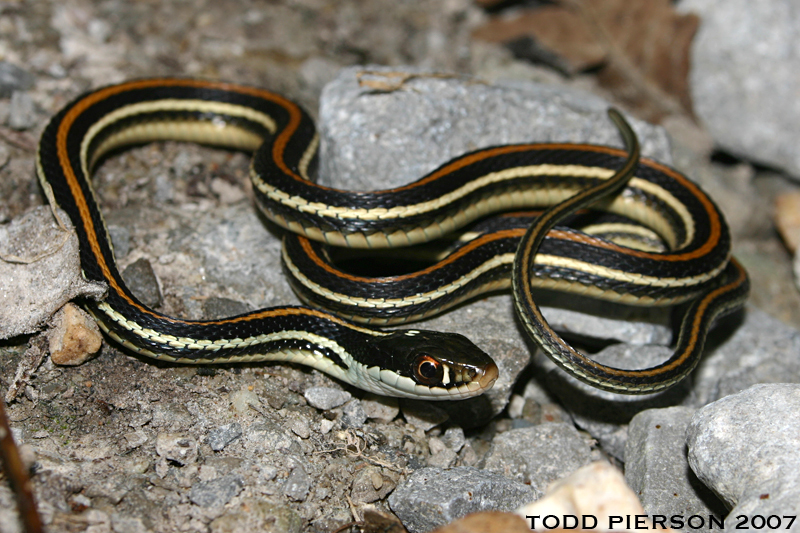 Image of Western Ribbon Snake