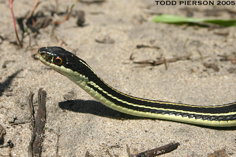 Image of Western Ribbon Snake