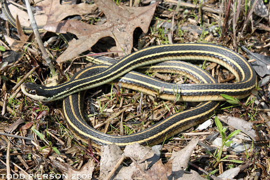 Image of Western Ribbon Snake