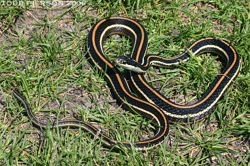 Image of Western Ribbon Snake